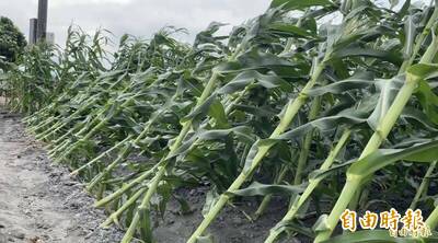 地震毀損管路灌溉等設施 農業部放寬補助年限規定