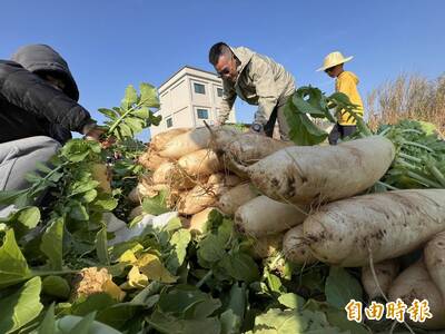 金門親源頭、拔菜頭親子公益家庭日登場  不到5分鐘親子大軍掃光光