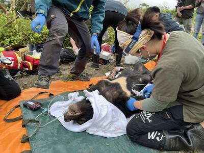 台灣黑熊侵入養蜂場吃蜂蜜 受困花蓮山林陷阱獲救