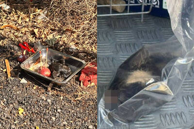 悚！大年初一驚見「黑貓頭顱」獻祭 擺鐵盤插香拜拜