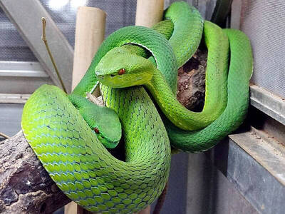 《TAIPEI TIMES》 FEATURE: MOA promotes nation’s snakes in new year