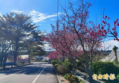 新社山櫻花盛開 賞櫻健行音樂會2/9見