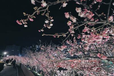 內湖樂活夜櫻季  壓軸公主主題派對週六登場