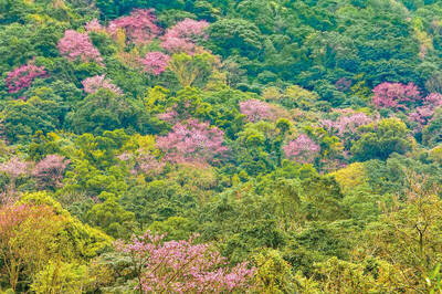 漫步粉紅花海！ 新北三芝櫻花小旅行開放報名