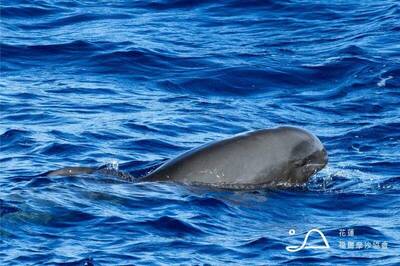 花蓮福爾摩沙協會公開鯨豚聲音數據 讓台灣鯨豚聲音被世界聽見