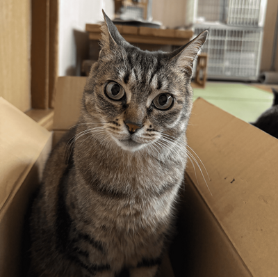 日本溫泉旅館店貓「喜迎20歲生日」 喜收逾60萬人祝賀