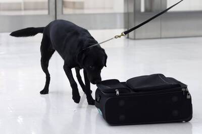 台28歲男會計師涉走私1.18億古柯鹼 創日本單一旅客最高紀錄