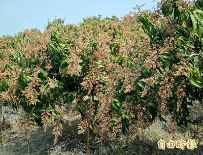 芒果早花期遇下雨 農改場籲注意「瘋欉」等病蟲害防治