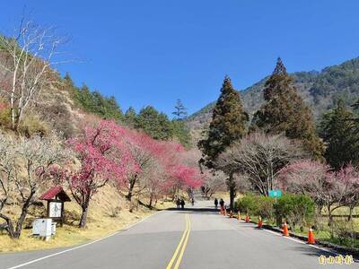 武陵櫻花「尚未盛開」交管延長至3/2 國光客運專車2/21開搶