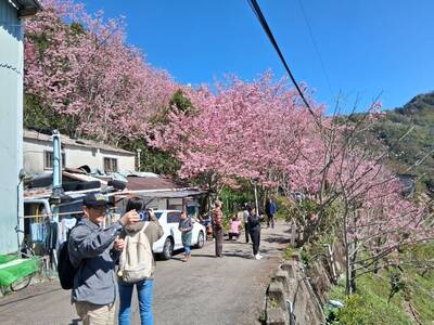 桃園賞櫻潮！復興拉拉山昭和櫻粉嫩盛開 中壢莒光公園花況8成