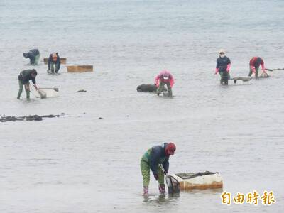澎湖「綠金」海菜大豐收 價格崩盤創新低