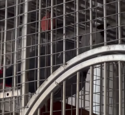 中二罷團超可愛志工！  鸚鵡萌音喊「罷免顏寬恒」