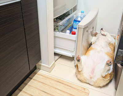 呆萌柯基熱衷當「冰箱守門員」 日本飼主嘆︰牠超愛躺在那睡覺