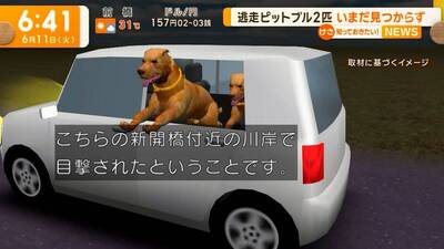 比特犬「自行開窗跳車」很扯？ 日本去年6月曾發生