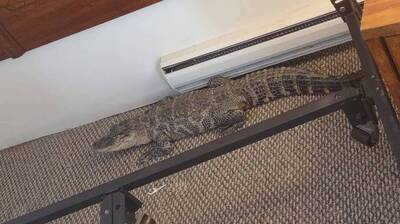 摩鐵床底下驚見「鱷魚」 經理嚇傻：牠超友善！
