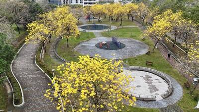 黃花風鈴木炸裂！台中廍子公園 金黃花海美翻