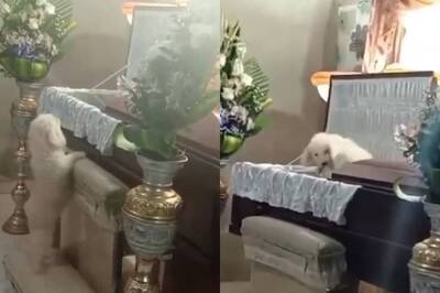 墨西哥版忠犬小八！狗狗跳進棺材 與主人做最後道別