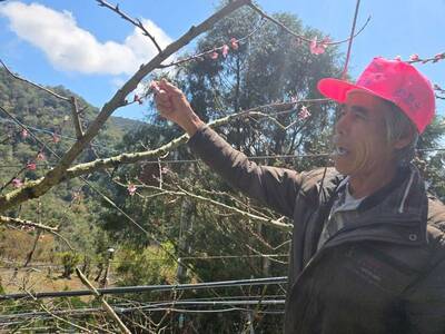 復興水蜜桃、新屋洋香瓜「凍傷」 農業局提醒上傳通報