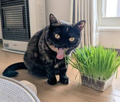 吃到ㄎ一ㄤ了？ 日本玳瑁貓獨特「嗑草」神情逗樂百萬人