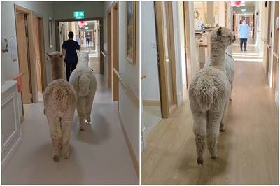 羊駝兄弟化身「白衣天使」巡房 超萌畫面曝