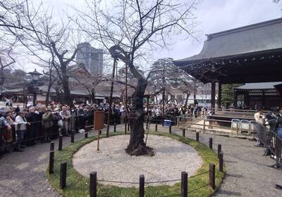 東京櫻花開了！ 氣象廳正式宣布開花 比去年早5天