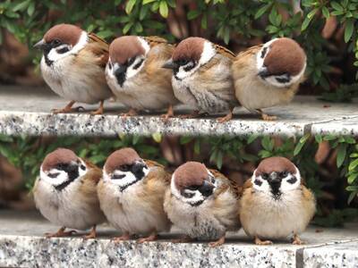 超屁！小麻雀故意推擠夥伴 被抓包「秒裝無辜」萌樣曝光