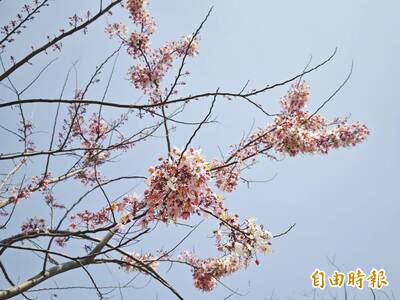 台南「最美滯洪池」花旗木將盛開 公所辦粉紅派對市集行銷觀光