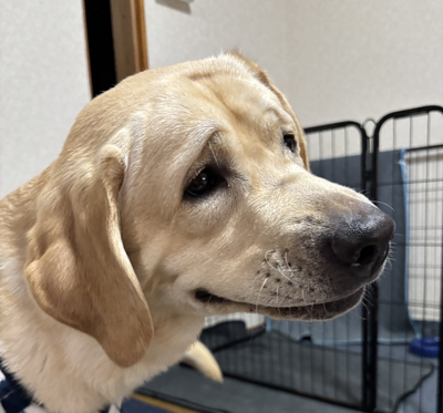 日本「拉拉」面露慈祥表情 網大讚︰神一般的微笑！