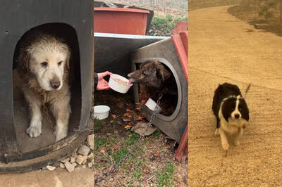 南韓山火肆虐！避難所拒收寵物 小狗孤守空屋等待奇蹟