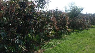 3月低溫芒果結果率差 雲縣爭取每公頃救助10萬元