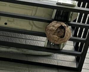 響應世界蜜蜂日 新北動保處籲遇蜂勿擾、尊重自然