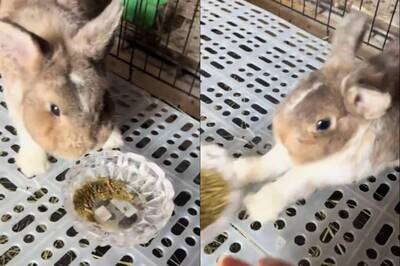 給我拿走！兔兔拒吃飼料「暴走」 萌樣笑翻一票人