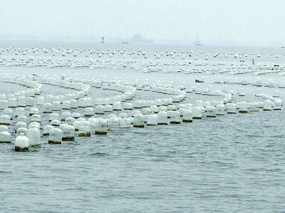 《TAIPEI TIMES》 Illegal Chinese oyster racks to be removed
