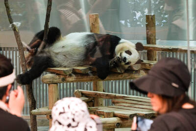 「熊貓外交」改善日中關係？ 效果恐在遞減中