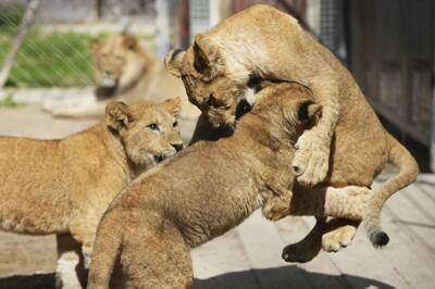 野外滅絕的「王者之獅」！ 捷克動物園喜迎4隻巴貝里獅寶寶