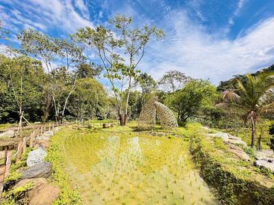 百年水梯田重生！ 南投鹿谷「坪仔頂」重現絕美地景