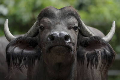 美國百萬富翁在南非狩獵 慘遭非洲水牛刺死