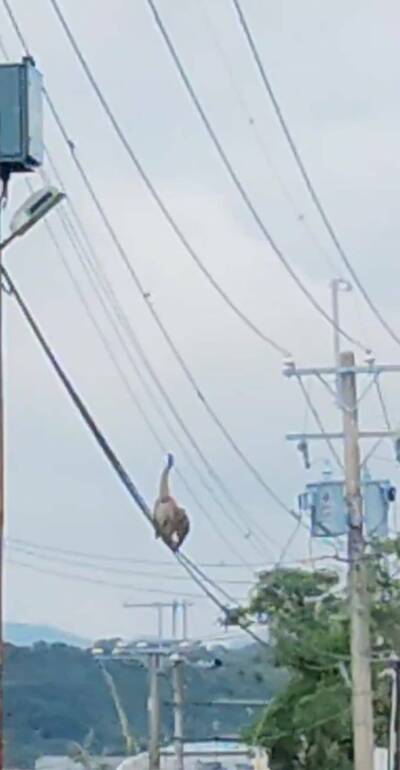 獼猴入侵平地 電纜上蹦蹦跳跳影像曝光
