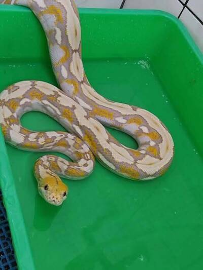 網紋蟒「蛇」出家門  飼主找回了