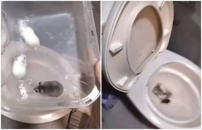 殘忍片！瞎妹將10隻小倉鼠丟馬桶沖掉 竟還炫耀