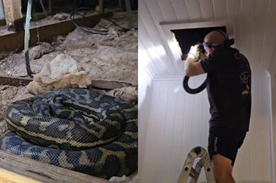 超噁躺槍！女躺床上被水滴到 竟是3條蟒蛇躲天花板「撒尿」