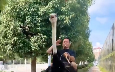 中國男騎鴕鳥逛大街影片爆紅 嗨喊時速可飆80公里