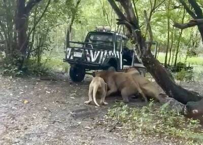 遊客全程目擊&hellip;&hellip;曼谷知名動物園飼養員遭獅群圍攻咬死
