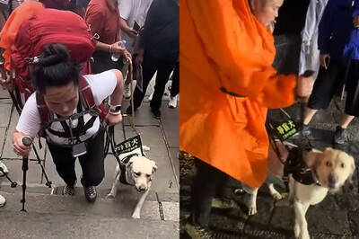 網心疼！導盲犬暴雨夜「陪爬泰山」卻遭仗打 中國視障夫妻惹眾怒