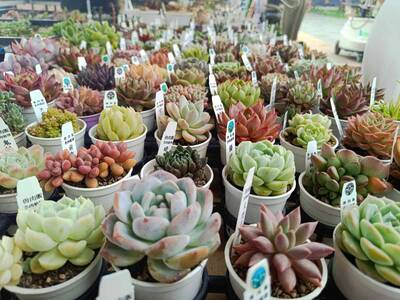 中秋去哪玩？ 新北青農快閃展售會捷運雙連站登場 在地好物一次買足