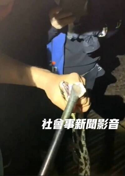 5山友鐵棍撐開「黑眉錦蛇」嘴巴 高市府︰將法辦