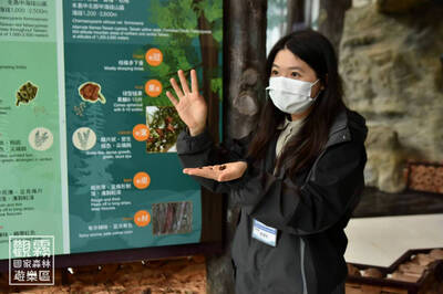 收藏一片秋日色彩 觀霧特色導覽與手作體驗10/15開放報名