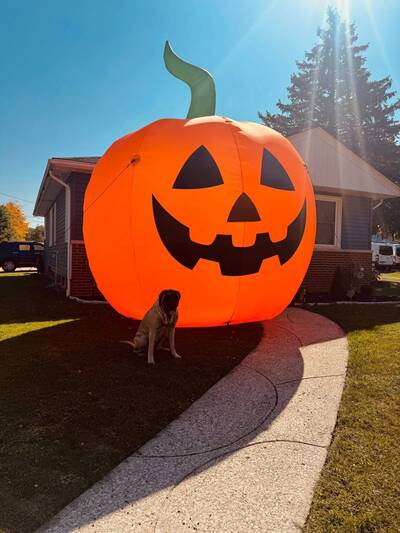 笑翻！美國充氣南瓜「大逃亡」 警方「壓制」帶回