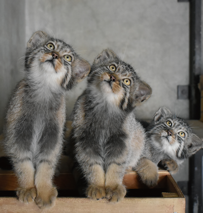 戰國武將轉生了？ 日本兔猻3胞胎被命名「信長、秀吉、家康」