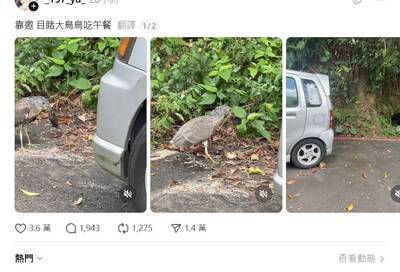 驚見黑冠麻鷺吃「鬆土小幫手」鼴鼠！ 拍攝者該不該救網友吵翻天
